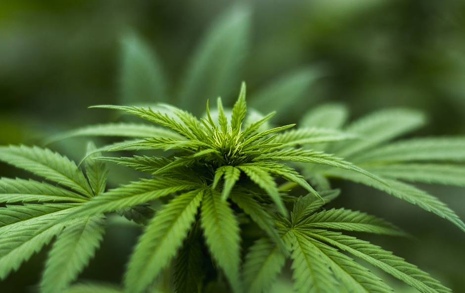 Beginner’s Guide to CBD Oils: All You Should Know