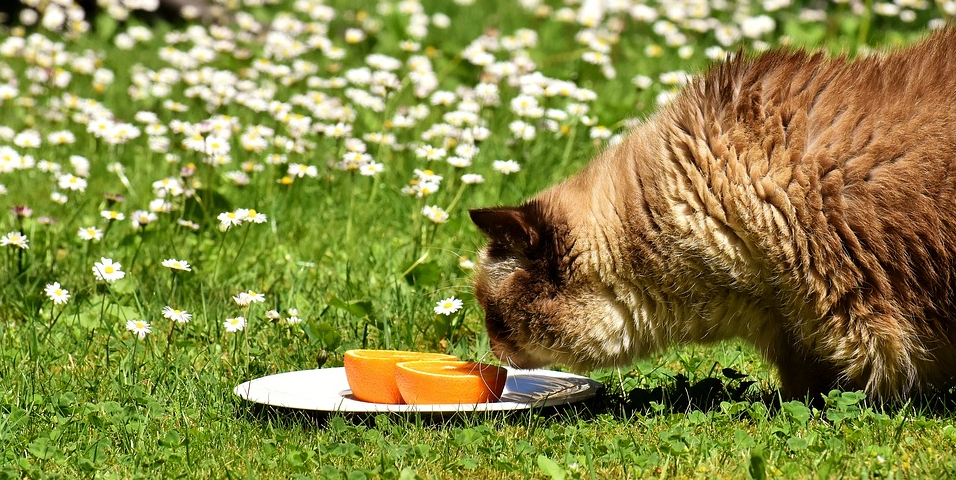 How to Take Good Health Care of Your Home Pet