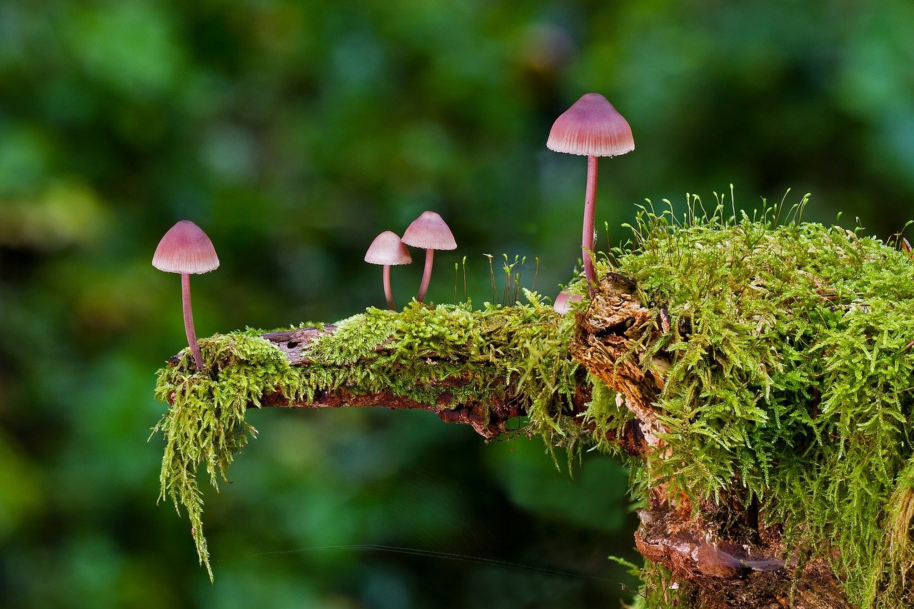 Discover the Amazing Health Benefits of Magic Mushrooms